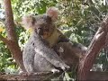 Koalas at Taronga Zoo - Sydney, Australia