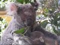 Koalas at Taronga Zoo - Sydney, Australia
