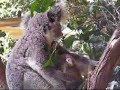 Koalas at Taronga Zoo - Sydney, Australia