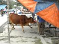 giet mo trau bo giet bo khung khiep - YouTube