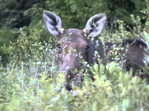 Moose along Anjigame Creek, Missinaibi Provincial Park