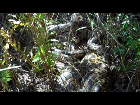 how to properly breed a ball python