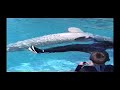 Michelle and the Beluga Whale