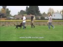 Police K9 Riot Training