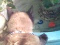 BUGSY