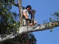 key west lumberjack pruning a ficus key west lumberjack pruning a ficus