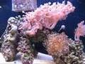 Soft Coral Aquarium 2008-03-25