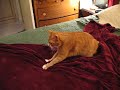 Speed Kneading Cat