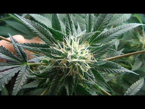 home made hydroponic grow lighting fixtures