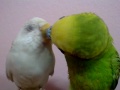 TheBudgieBirds - Budgies feeding each other