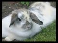 Thumper & Gizmo - Feeling Good (Michael Buble)