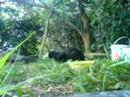 BML050608125562 Cat and  ichneumon