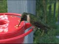 2007 Ruby-throated Hummingbird Clips 1