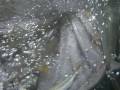 videos de 2008-08-02 4K釣游 3