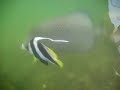Utah Video