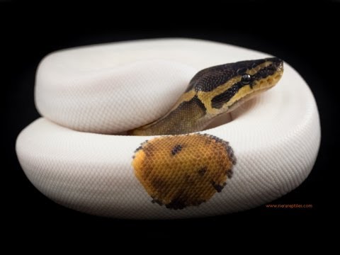 YouTube reptile video