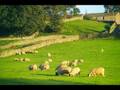 Sheep May Safely Graze