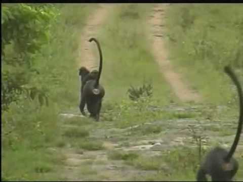 Western Ghats - Rain forests of India