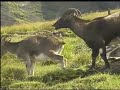 Western Ghats - Rain forests of India