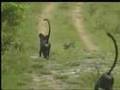 Western Ghats - Rain forests of India