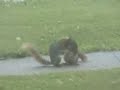 Squirrel Sex
