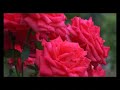 Sony DSR-PD170 test Sony DSR-PD170 test
