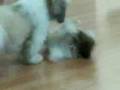 KINI&KOBY PLAYING IN THE HOUSE PART2