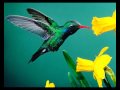 FUZZU BIRD SONATA. Takashi Yoshimatsu. Natalia Dirvuka (piano), Roman Manuilov (saxophone)