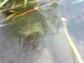 すとらんげのザリガニ釣り