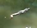 Khao Yai Thailand jungle trekking birdwatching