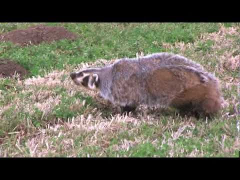 badger - Watch Neal Hunt and the Soar No More Crew as they catch a wild badger with gloved hands, a sheet, and a dog kennel. Most amazing badger films caught on tape!...