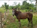 Jamir pocotó reloaded.wmv Jamir pocotó reloaded.wmv