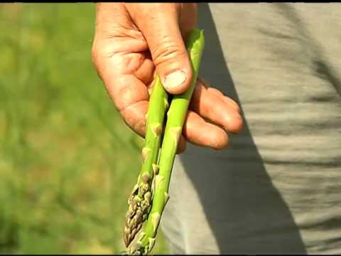 how to harvest asparagus