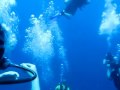 hammerhead sharks Tiran 2009 Egypt with emperor divers
