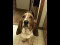 Beau the basset hound refuses to beat box