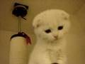 Scottish Fold 【高所恐怖症にゃ】