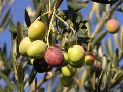 how to harvest olive leaves