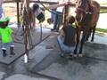 videos de Harper Rides Monkey: Petaluma Horse Riding Lessons