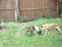 Saybra Dalilah & Avari Playing 1