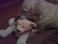 Basil and birthday bear 4