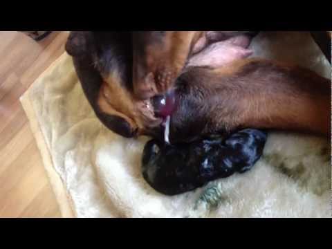 Doberman Pincer