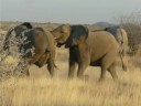 �KHOAB, los elefantes de Etosha