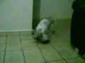 videos de Meg e o rato