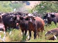 MURCHISON FALLS - NATIONAL PARK MURCHISON FALLS - NATIONAL PARK