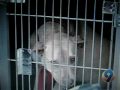 9-year-old girl bitten in face by pit bull