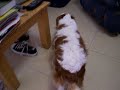 Canine Seisure?
