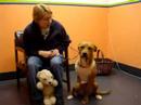 Marquette County Humane Society  - Honey 3 leg dog (2)