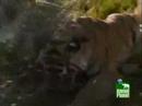 Tigers hunt white Rhino and Porcupine in Africa Tigers hunt white Rhino and Porcupine in Africa