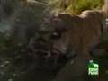 Tigers hunt white Rhino and porcupine in Africa