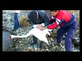 funny swan hunt